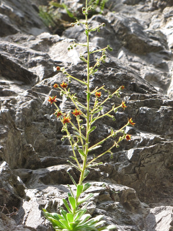 Saxifraga mutata / Sassifraga mutata